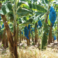 bolsa plástica d2p protección anti microbial, anti bacterial, anti insectos y anti hongos