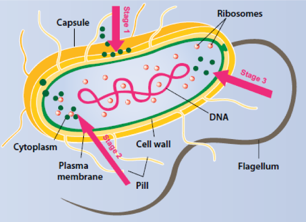 célula Milenio Tres