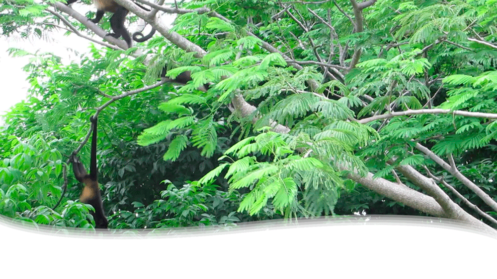 Plástico se reintegra en la naturaleza